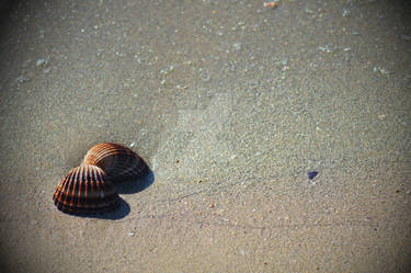 Shell on sand