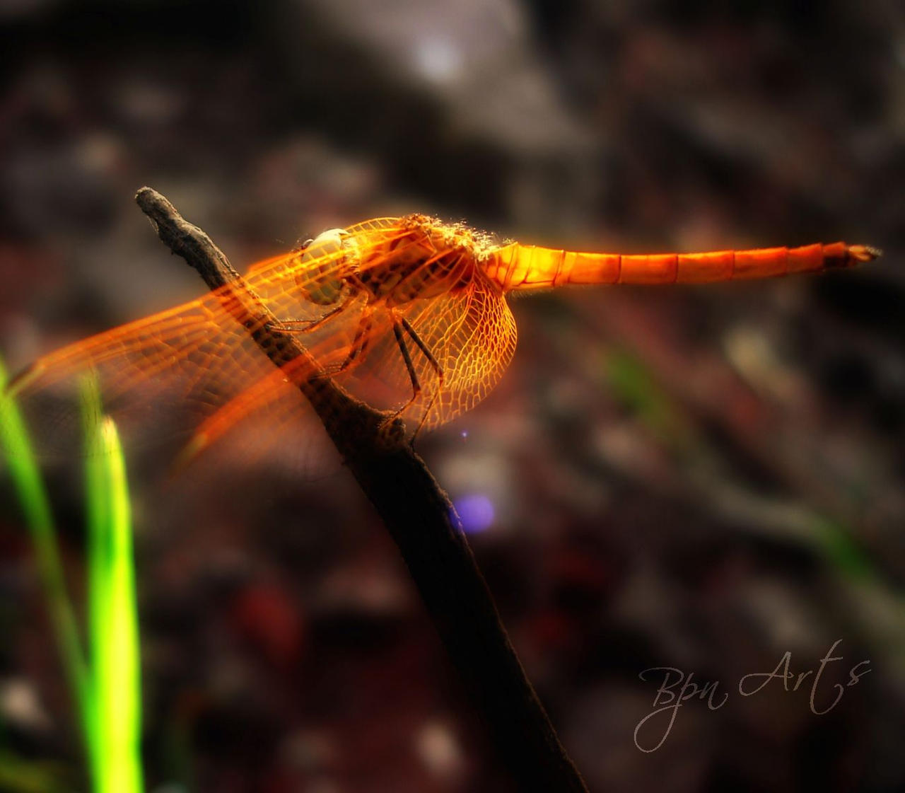 Insectia by bpnarts on DeviantArt