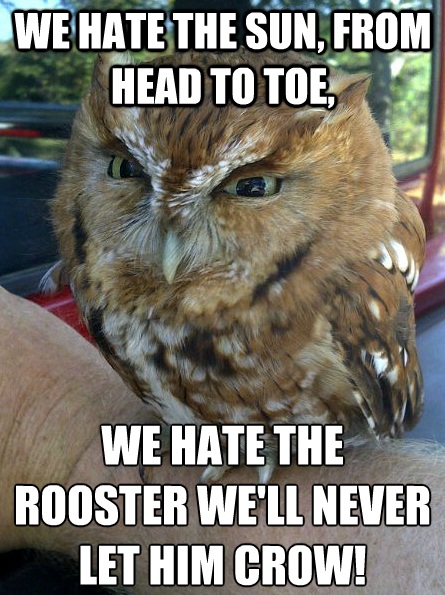 angry owl meme