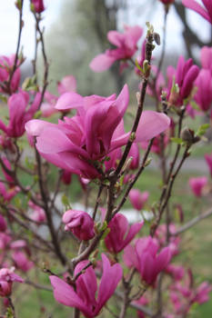 Eastern Redbud Flowers