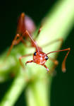 Red Ant by yuniarko