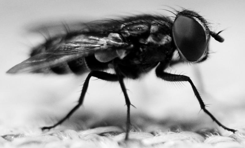 fly by AttempteStock