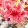 Rhododendron #6