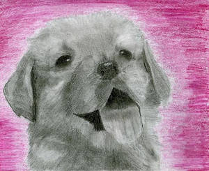 puppy drawing