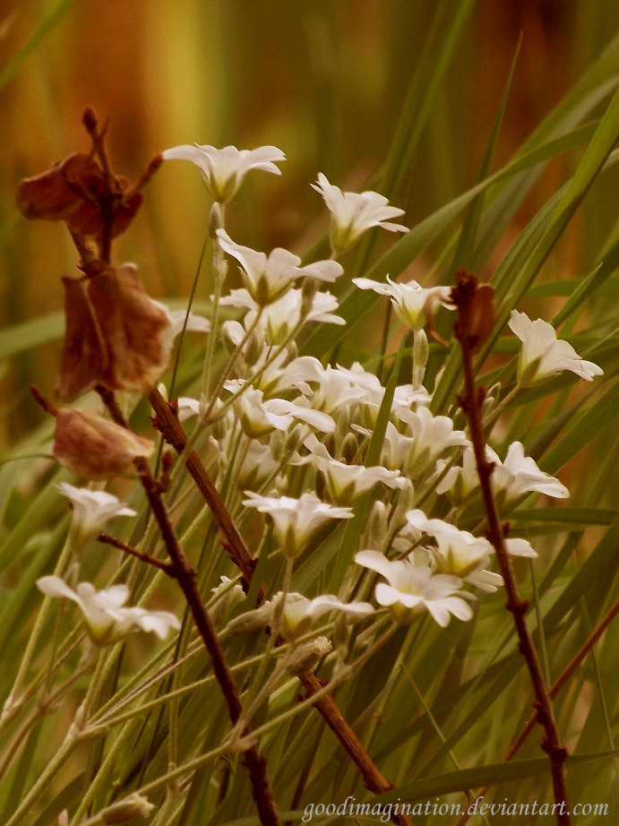 lightness of nature