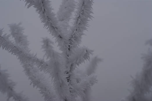 Frozen tree