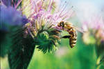 bienenschmaus by simar