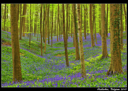 Fields of bluebells