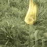 flaming dandelion-1