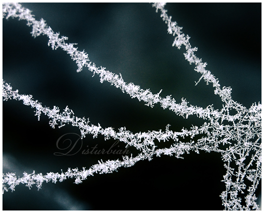 Frozen Cobweb