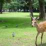 Deers Of Nara 1