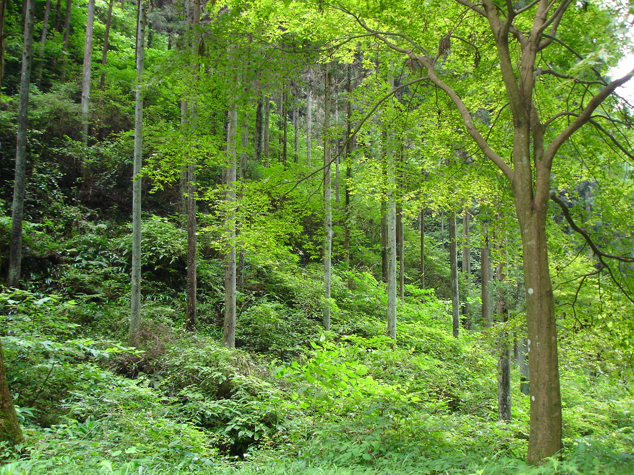 Mount Takao 3