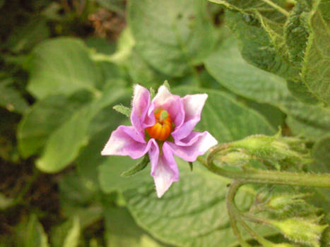 Flower of potato