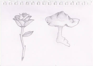 rose and mushroom