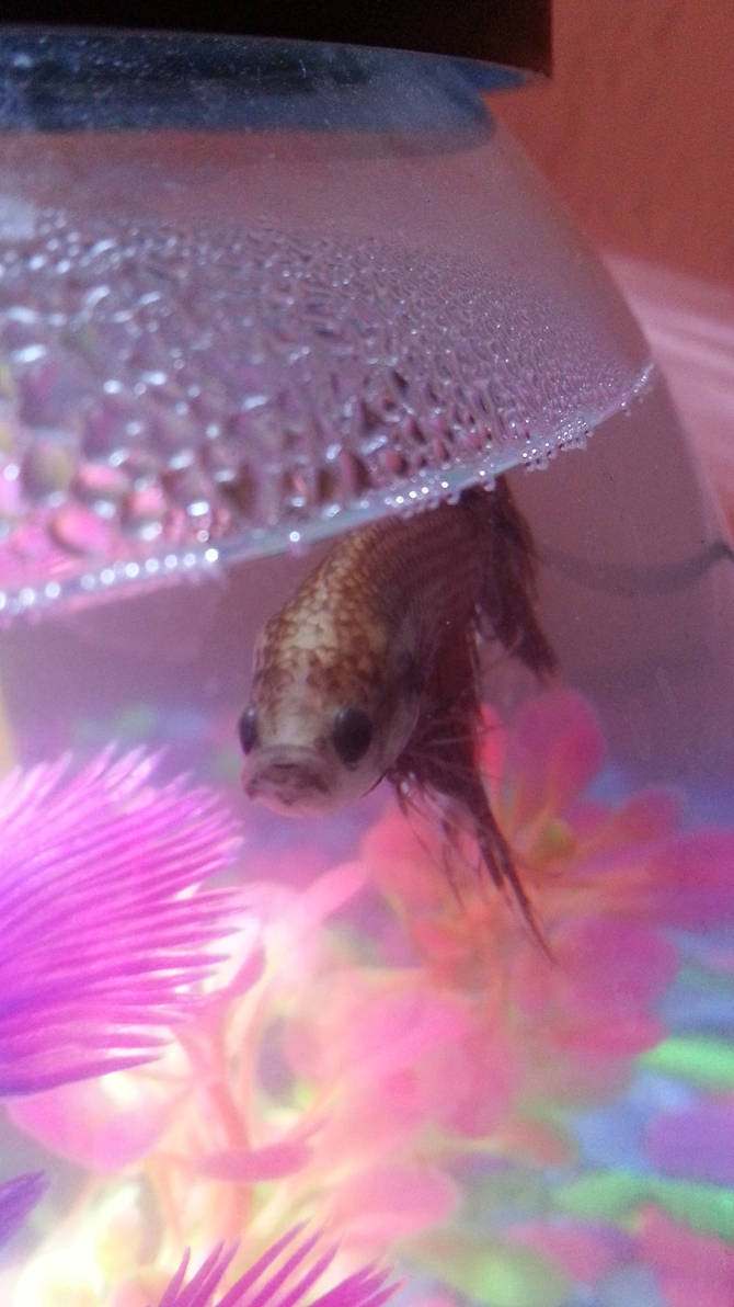 Mr.Grumpy Gills by Lyndzei on DeviantArt