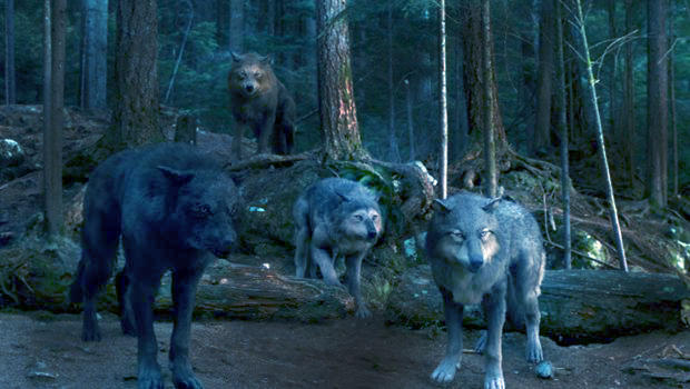 Wolf pack