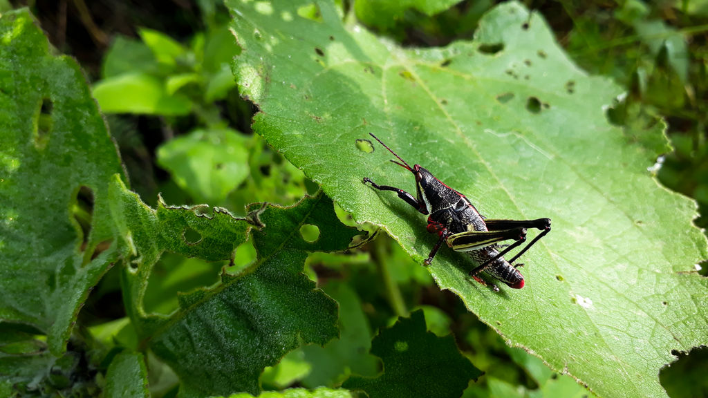 Aniniit Insect Insect 001 by Tzinakantli on DeviantArt