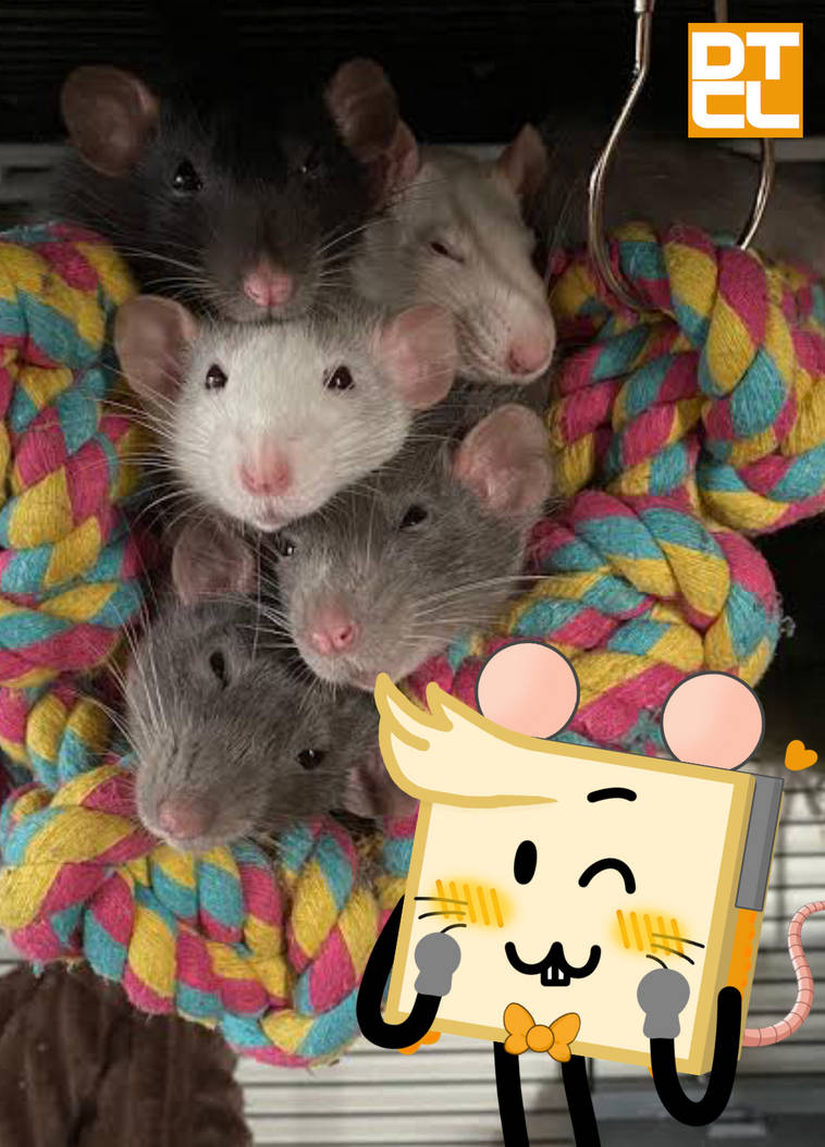 Mouse Fan Made LOOK AT MY OWN MICE!!! XD by DrewTheCheeseLover on DeviantArt