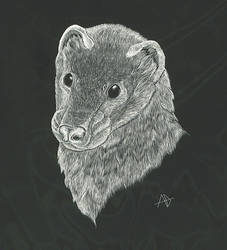 Ferret Head Portrait