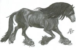 Uys the friesian