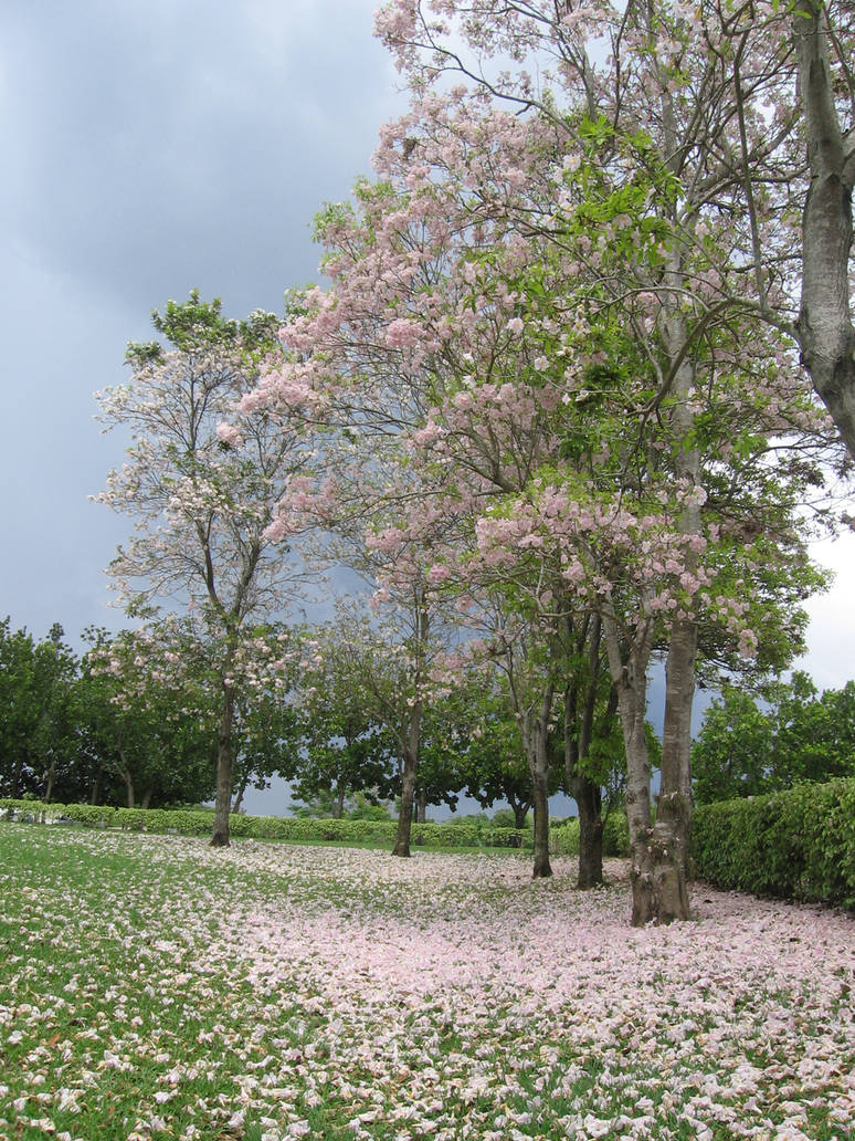 Sakura Boricua