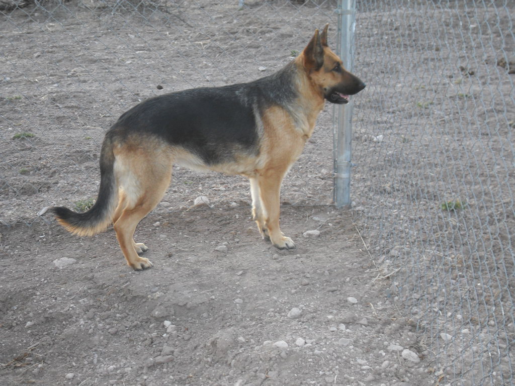 German Shepherd 1