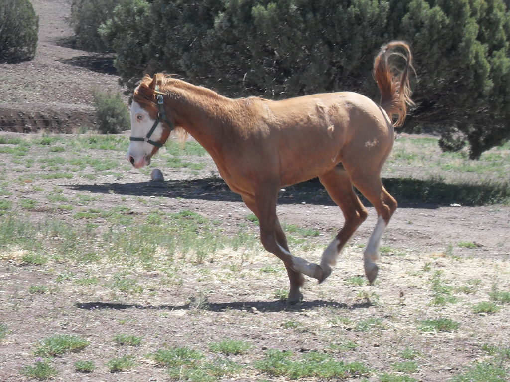 Bucking Magnum