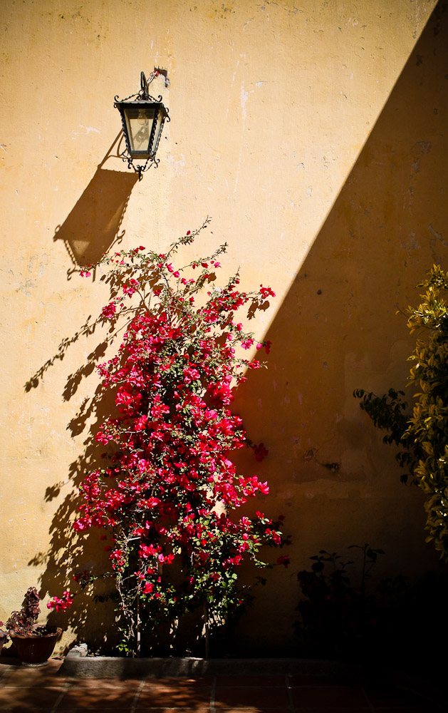 Plantas de sol y sombra