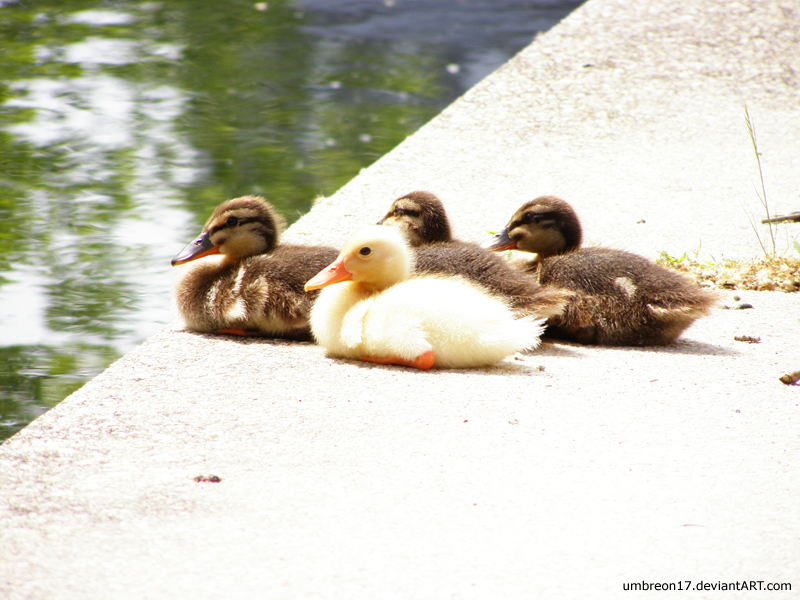 ducklings sunbathing