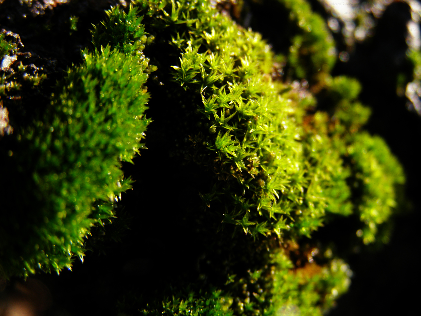 mossy plant thing