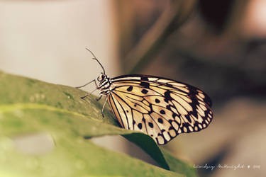 Butterfly - Vintage 1