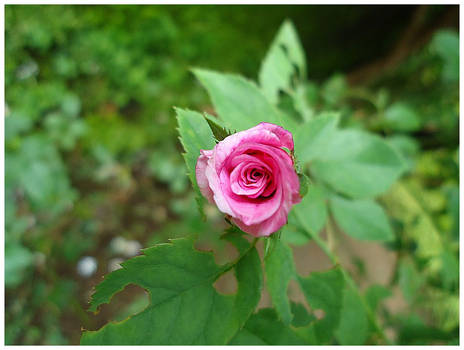 The Rose Bud