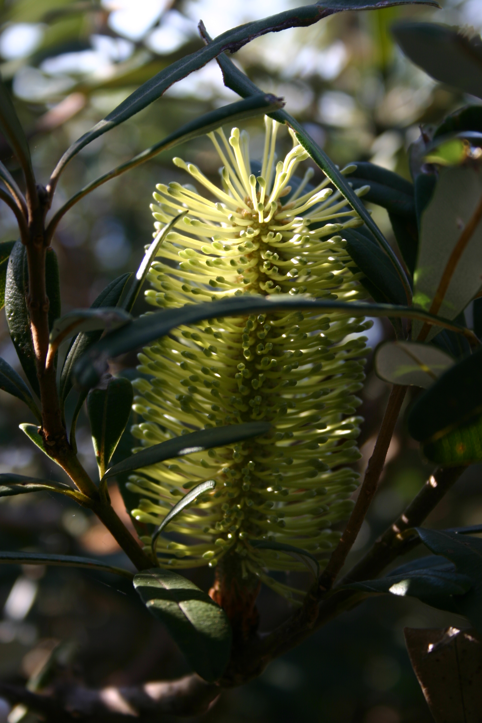 Banksia aemula