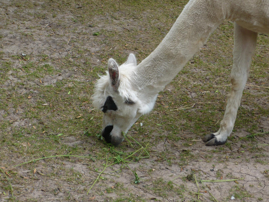 Alpaca