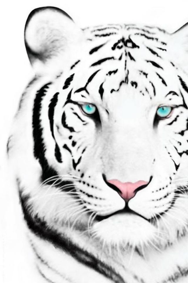 White Tiger Iphone 4 Wallpaper