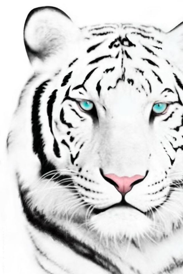 White Tiger Iphone 4 Wallpaper by supamade09 on DeviantArt White Tiger Iphone 4 Wallpaper by supamade09 on DeviantArt