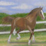 Horse - oil painting