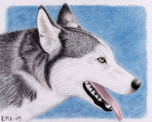 Siberian Husky - gift art