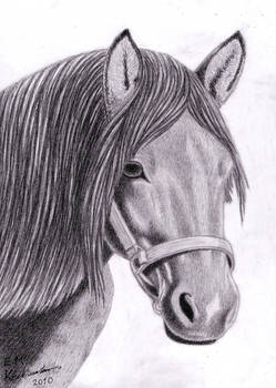 Horse portrait