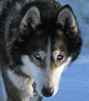 Husky - Blue Gaze