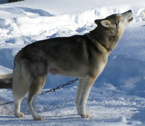 Howling husky