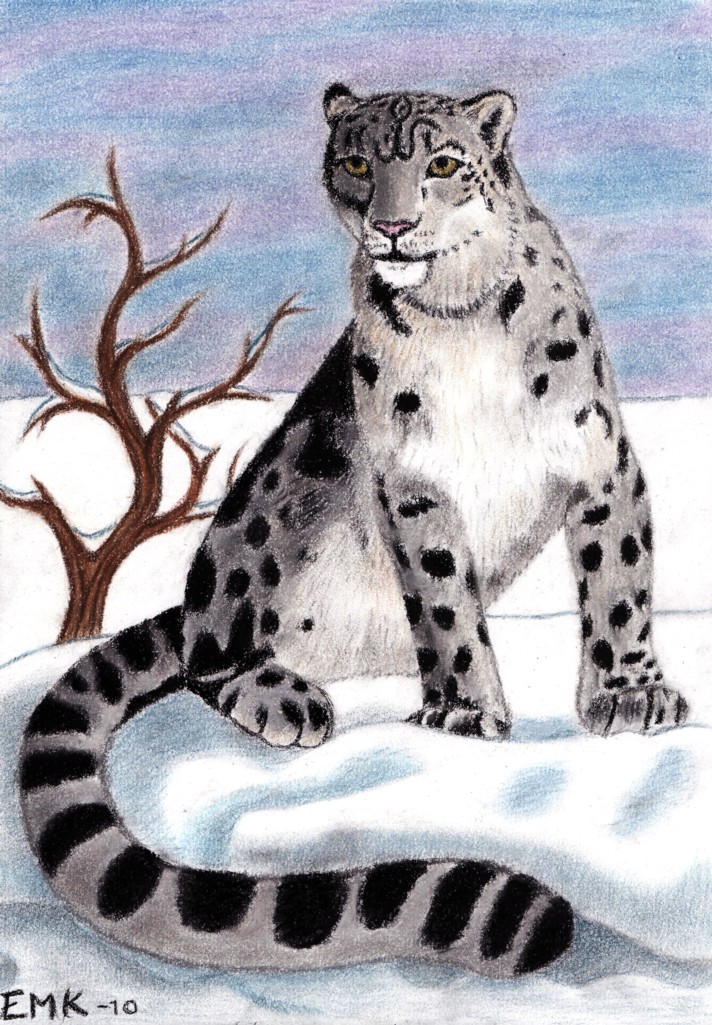 Snow Leopard