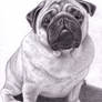 Brucey the Pug