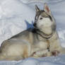 Husky - Winter's Beauty