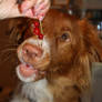 Redcurrants are so tasty