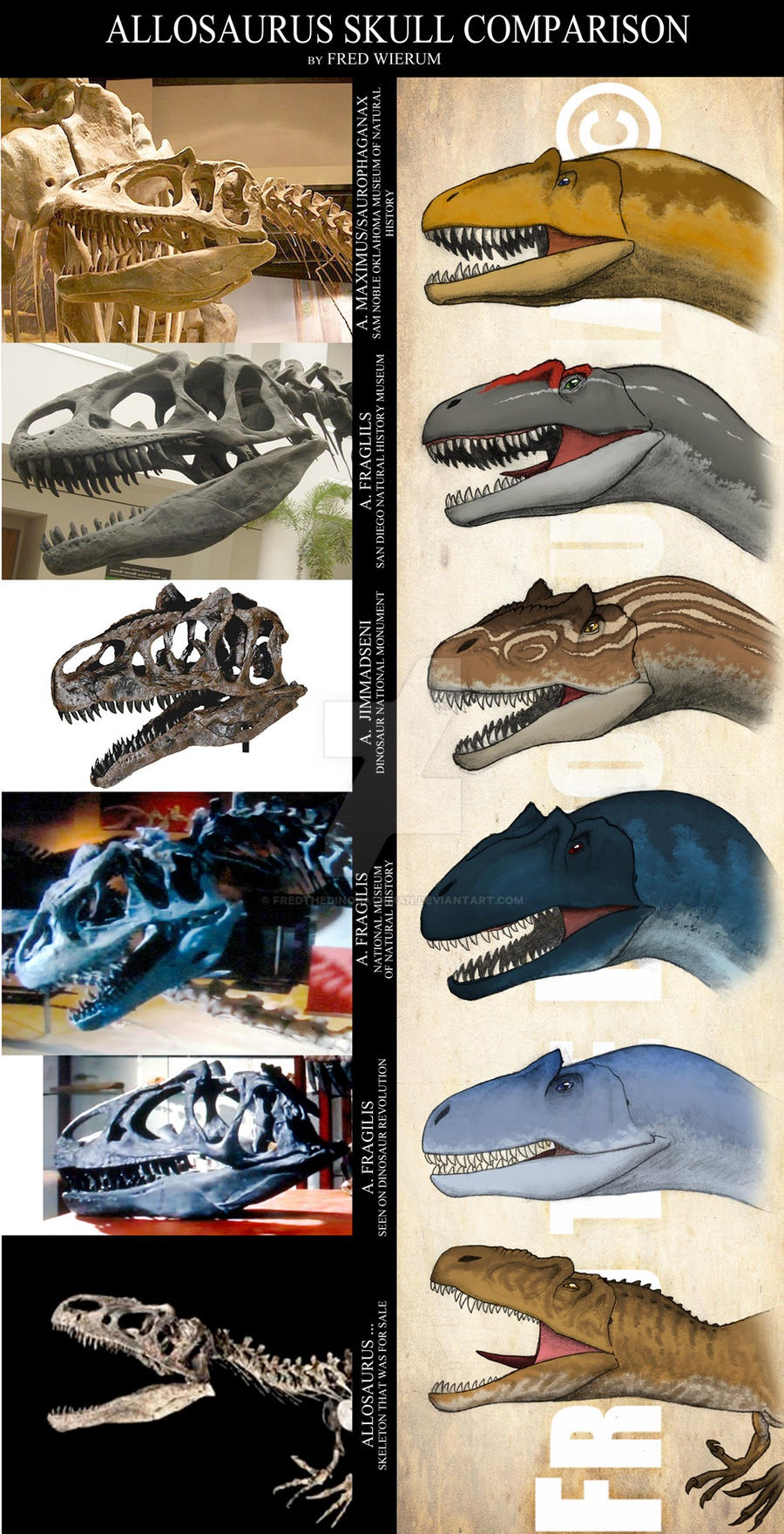 Different Allosaurus Species