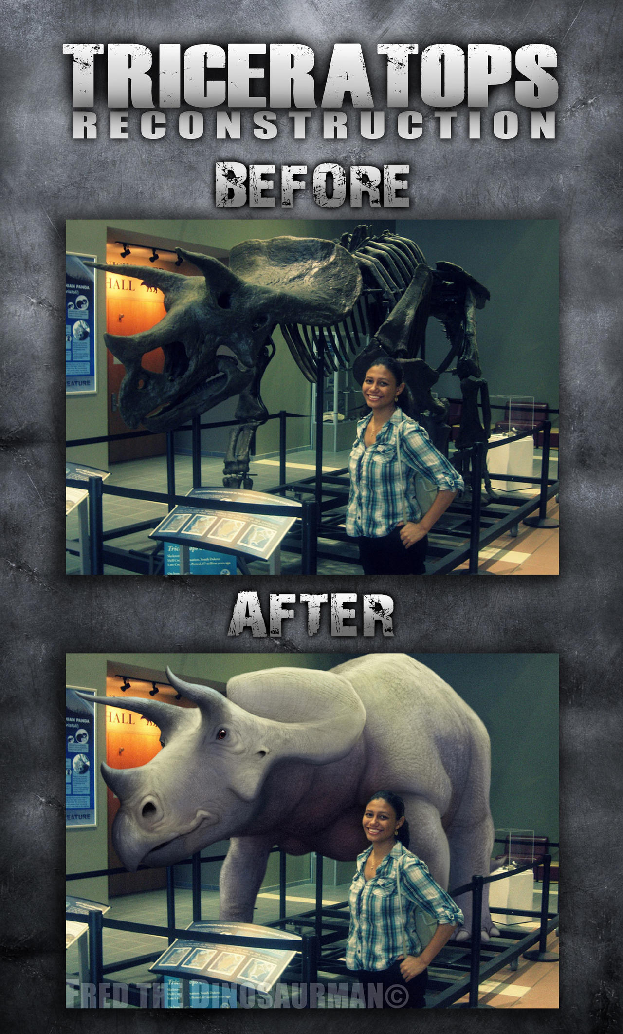 Triceratops Museum Reconstruction