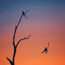 Microraptor Sunset