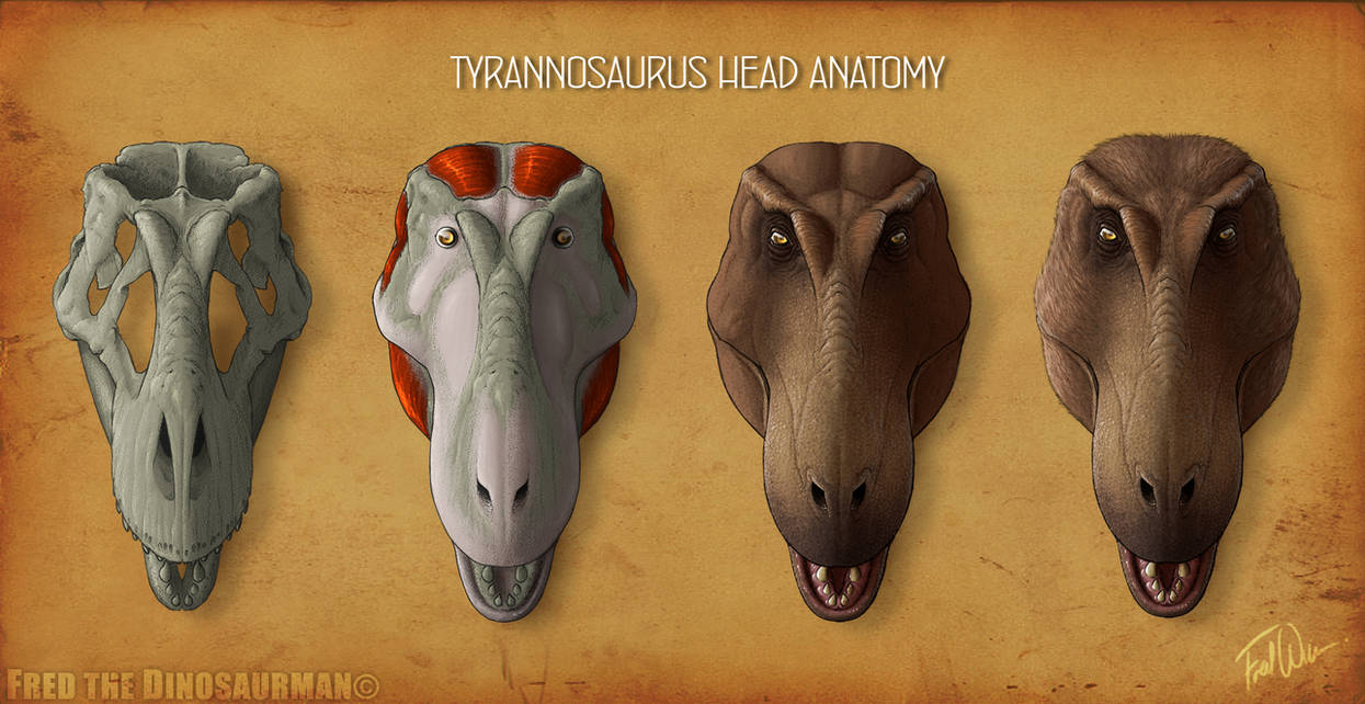 Tyrannosaurus Rex Head Anatomy by FredtheDinosaurman on DeviantArt