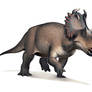 Centrosaurus for Wikipedia